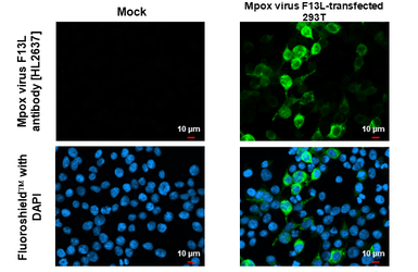 Anti-Mpox virus F13L antibody [HL2637] used in Immunocytochemistry/ Immunofluorescence (ICC/IF). GTX639093